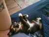 HarPurr photo 3