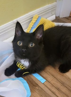 Bubbles, Baby Female Domestic Long Hair