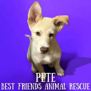 Pete