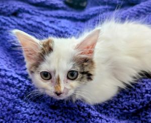 Daisy is sweet and still a little shy from her time in the street She is looking for a home