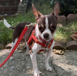 Teddy Flynn, Adult Male Chihuahua