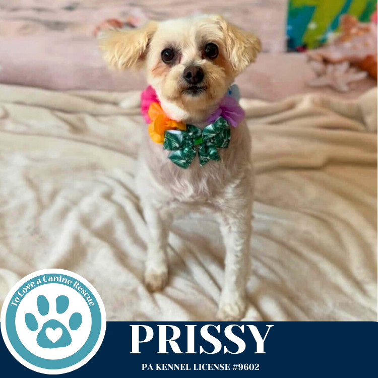 Prissy 062825