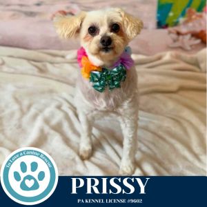 Prissy 062825, Adult Female Maltese