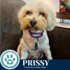 Prissy 062825 photo 2