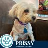 Prissy 062825 photo 3