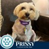 Prissy 062825 photo 4