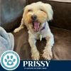 Prissy 062825 photo 5