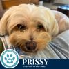 Prissy 062825 photo 6