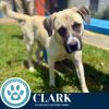 Clark 062825 photo 3