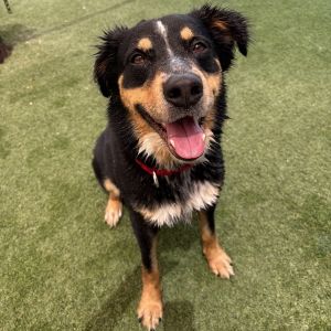 Fries, Young Male Shepherd