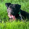 Daisy photo 2