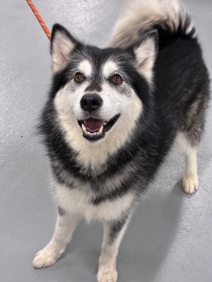 Nova