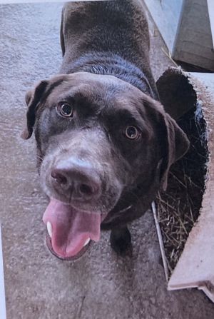 Lulu