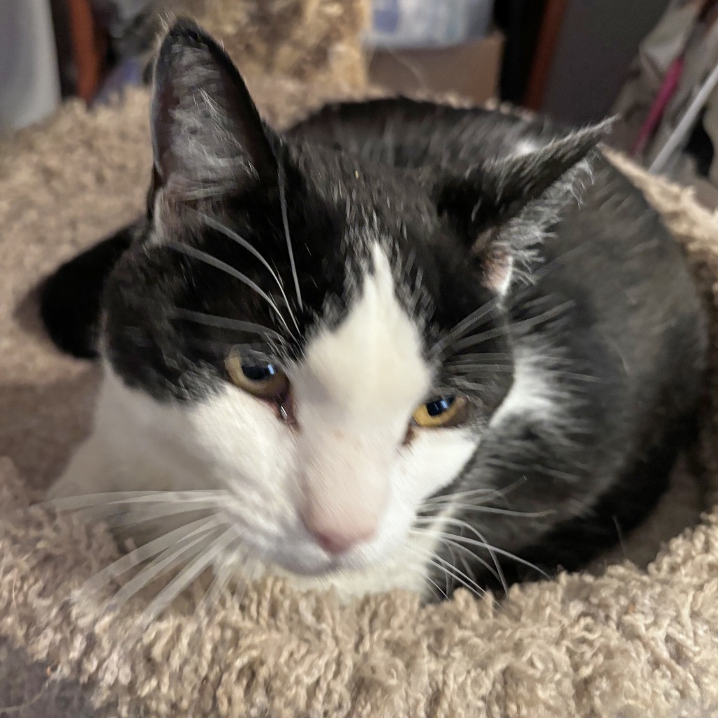 Pete, an adoptable Domestic Short Hair in Wichita, KS, 67208 | Photo Image 2