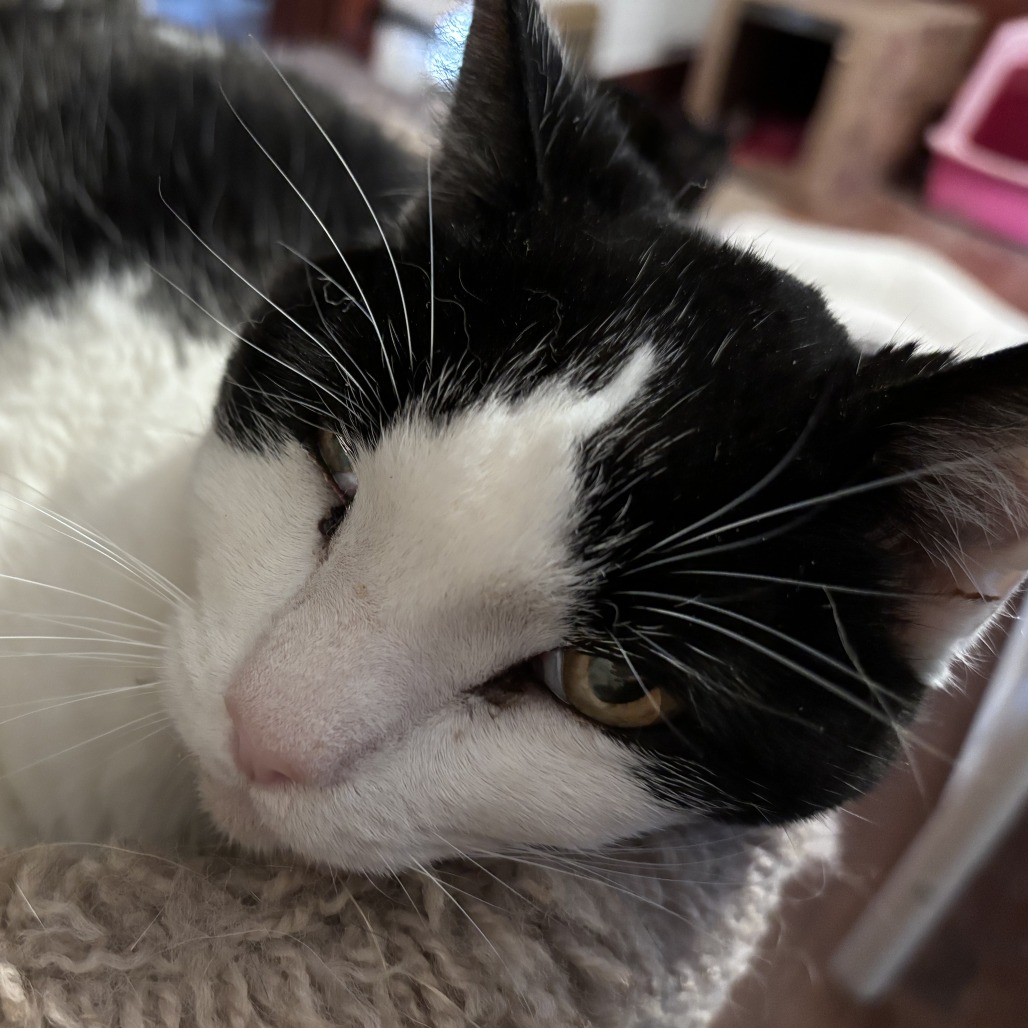 Pete, an adoptable Domestic Short Hair in Wichita, KS, 67208 | Photo Image 3