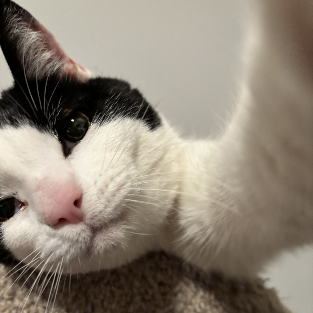 Pete, an adoptable Domestic Short Hair in Wichita, KS, 67208 | Photo Image 4