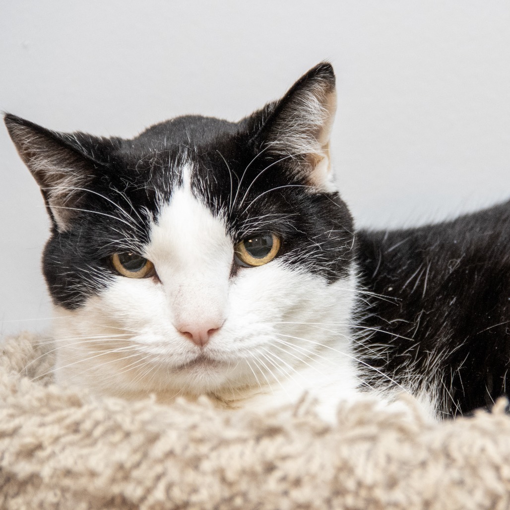 Pete, an adoptable Domestic Short Hair in Wichita, KS, 67208 | Photo Image 5