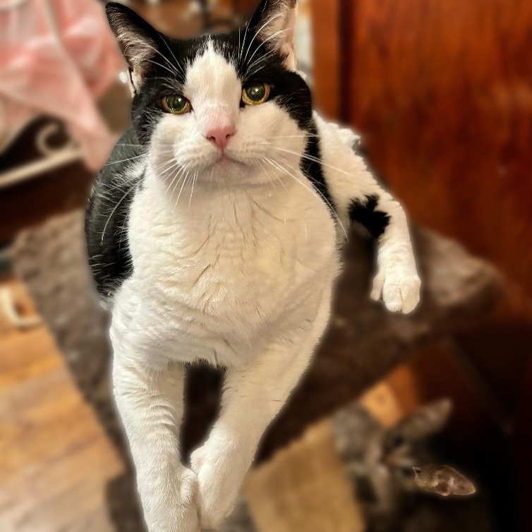 Pete, an adoptable Domestic Short Hair in Wichita, KS, 67208 | Photo Image 6