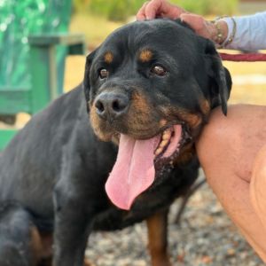 Ryan, Adult Male Rottweiler