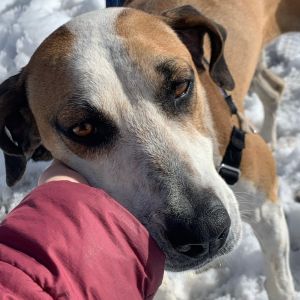 ROSIE, Adult Female Hound