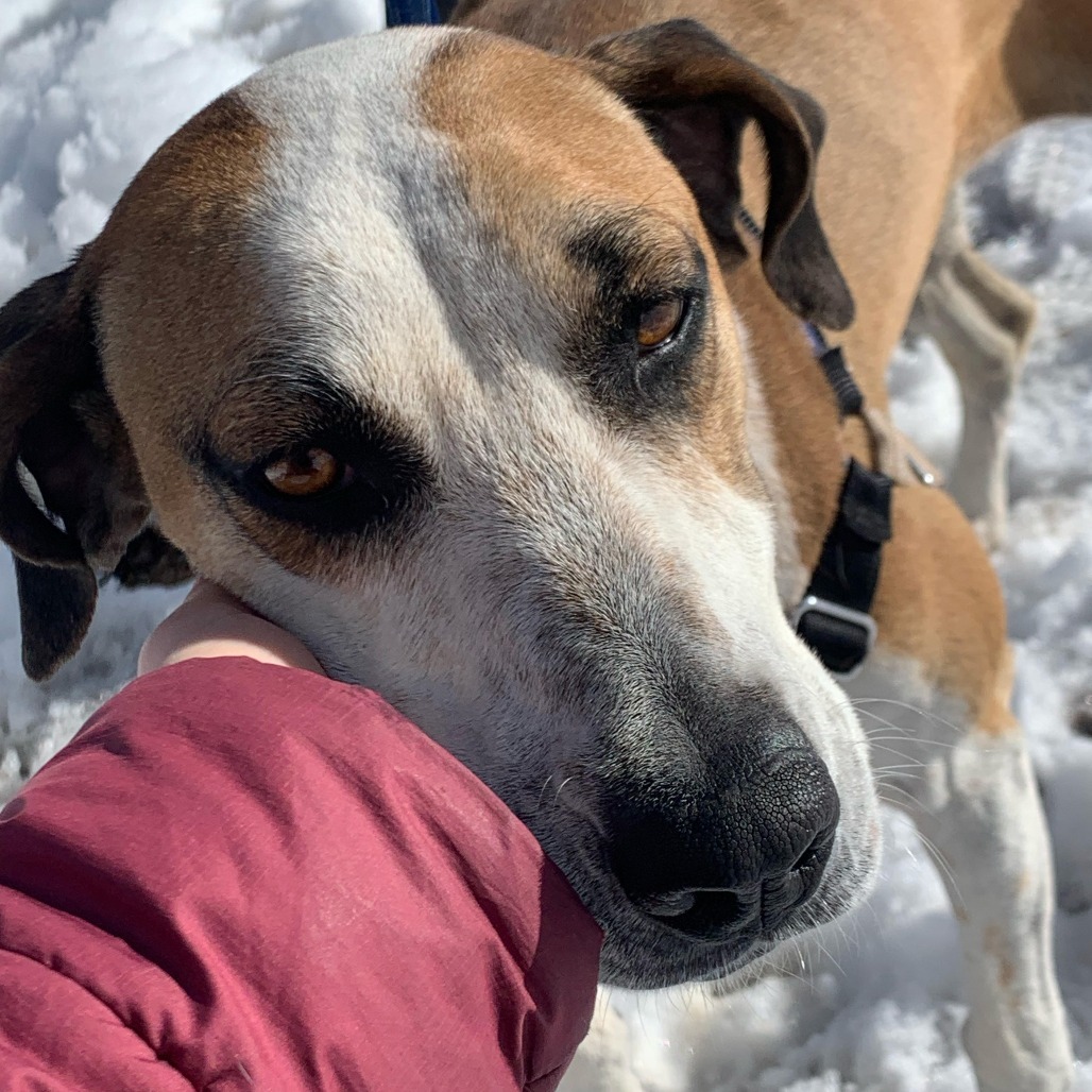 ROSIE, an adoptable Hound, Mixed Breed in Pagosa Springs, CO, 81147 | Photo Image 1