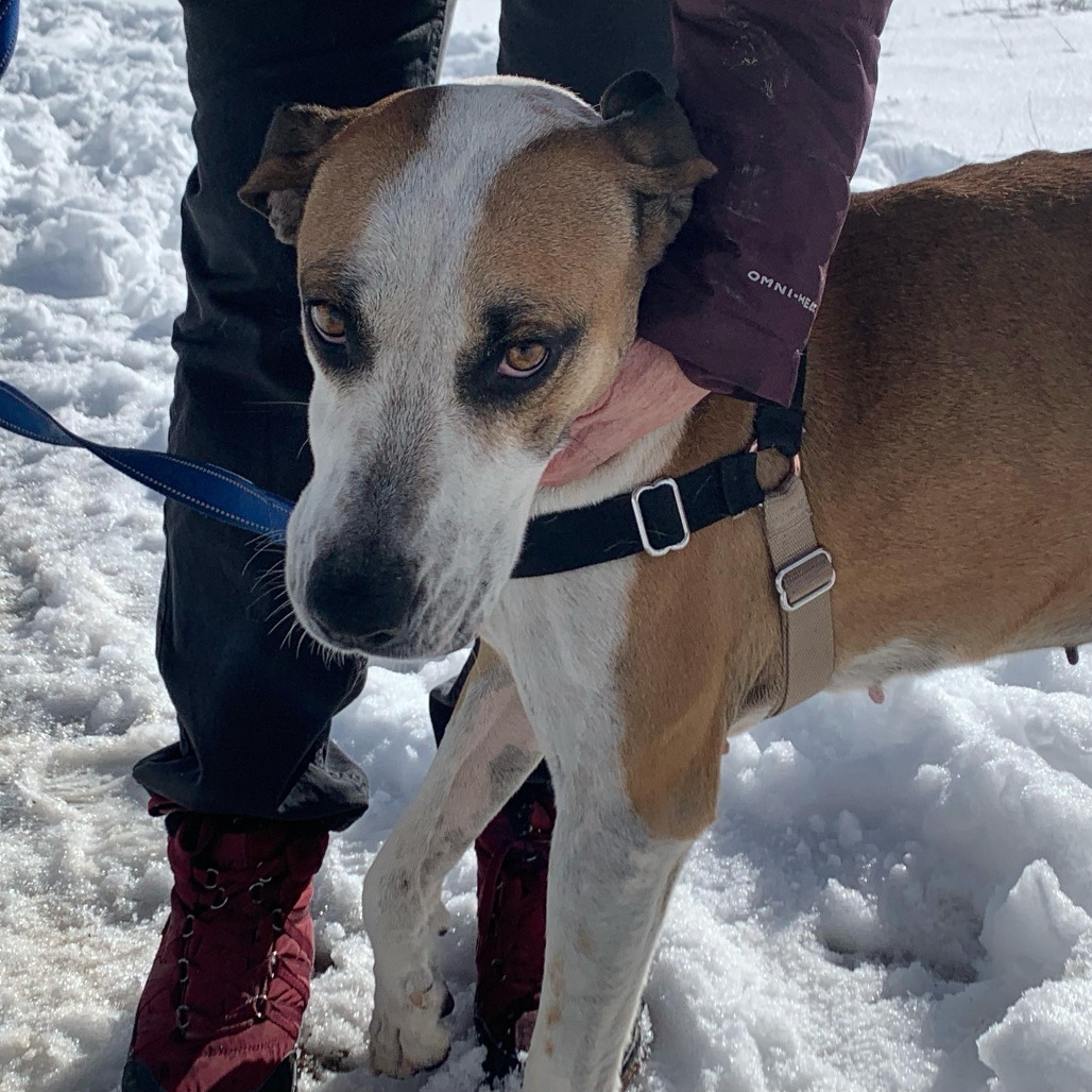 ROSIE, an adoptable Hound, Mixed Breed in Pagosa Springs, CO, 81147 | Photo Image 3