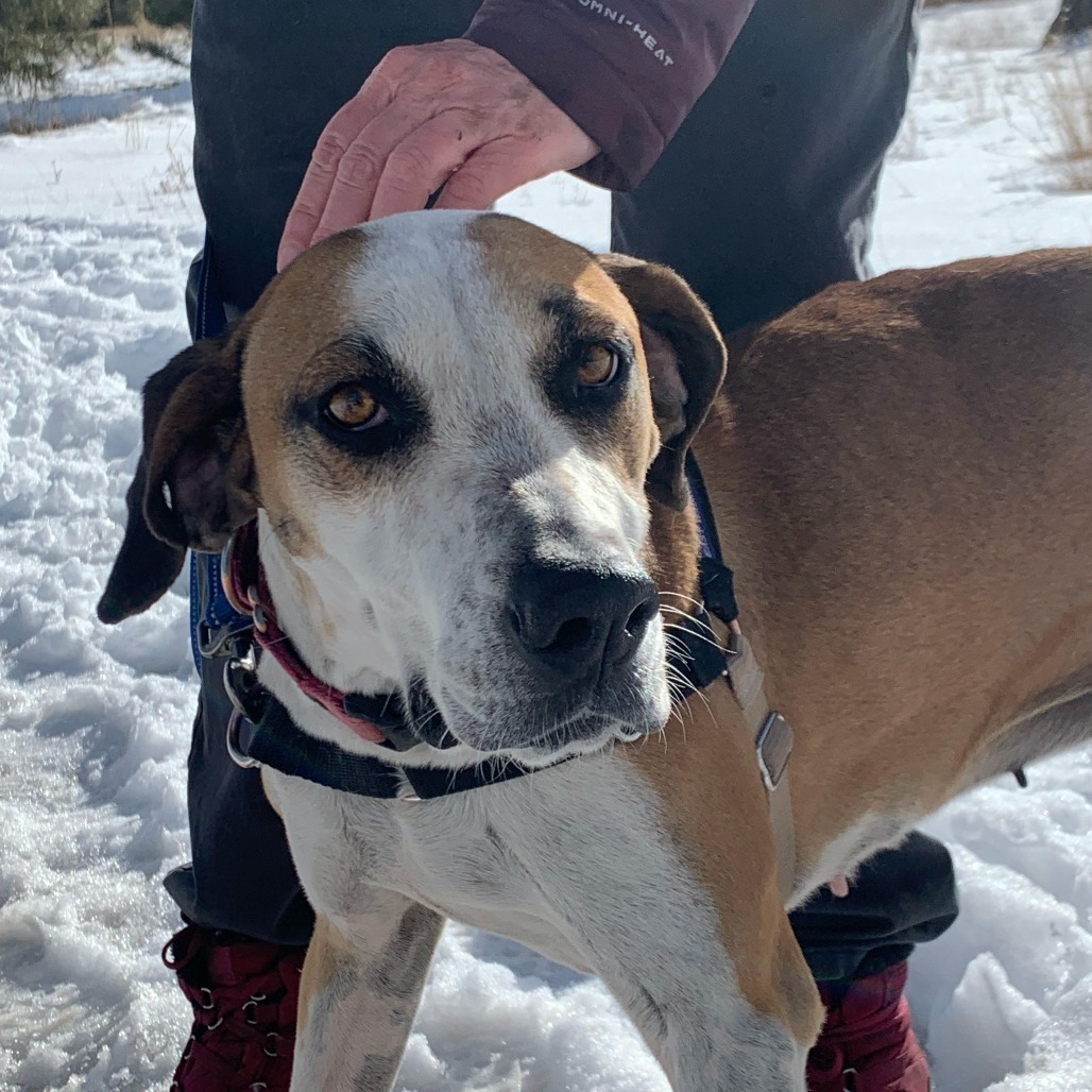 ROSIE, an adoptable Hound, Mixed Breed in Pagosa Springs, CO, 81147 | Photo Image 4