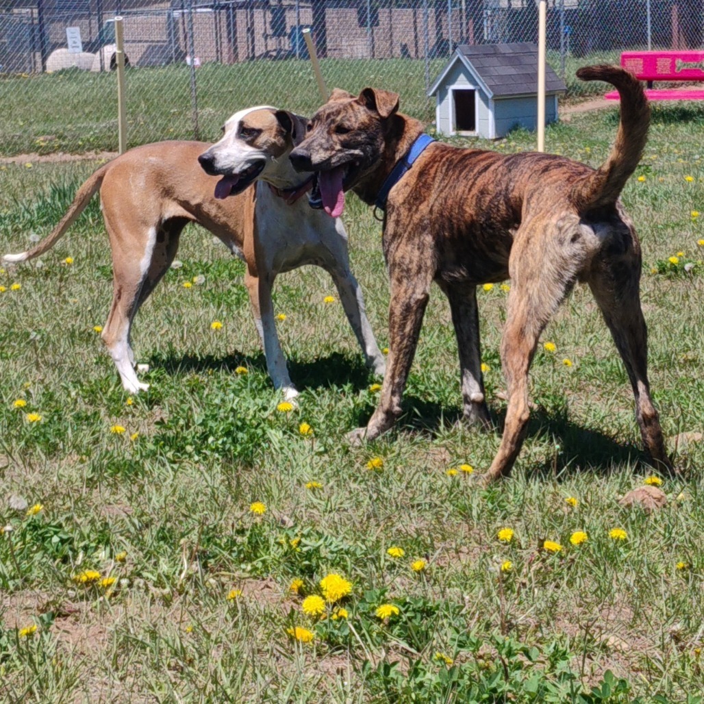 ROSIE, an adoptable Hound, Mixed Breed in Pagosa Springs, CO, 81147 | Photo Image 5