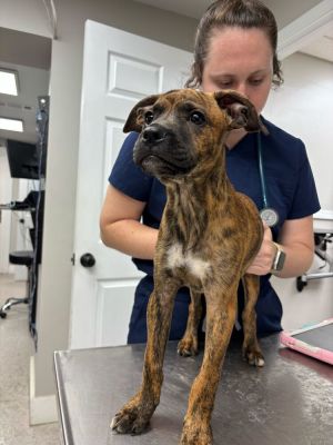 Zeus Boxer Dog