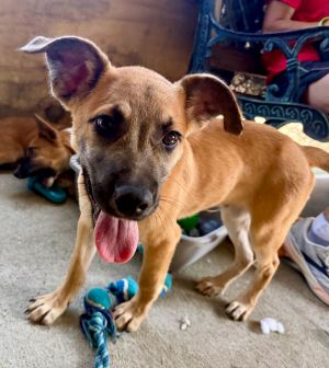 Age 4 Months Breed Labrador Retriever Mix Gender Male Meet Bert Say hello to Bert a resilient a