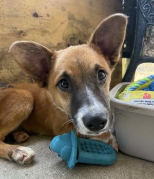 Age 3 Months Breed Shepherd Mix Gender Male Meet Kai Say hello to Kai a brave and beautiful 3-m