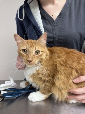 Rambeau Domestic Medium Hair Cat