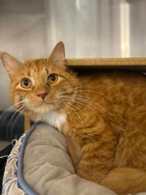 Age 25 Years Breed Orange Medium-Haired Gender Male Meet Rambeau Introducing Rambeau a handsom