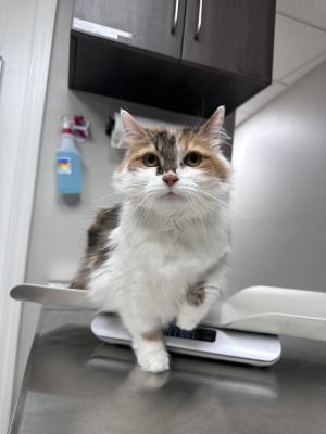 Dollop Domestic Long Hair Cat