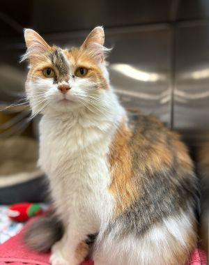 Dollop Domestic Long Hair Cat