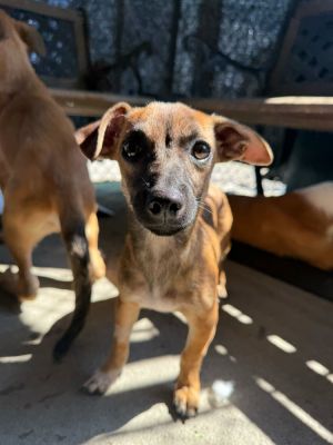 Age 35 Months Breed Chihuahua Mix Gender Male Meet Private Say hello to Private a 35-month-ol