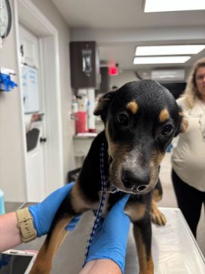 Ace Rottweiler Dog