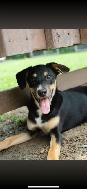 Age 4 Months Breed Labrador Retriever  Rottweiler Mix Gender Male Meet Ace Say hello to Ace a 