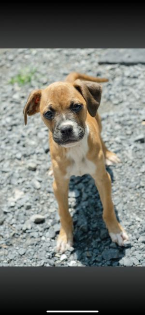 Age 25 Months Breed Boxer Mix Gender Male Meet Calvin Introducing Calvin our goofy lovable 2