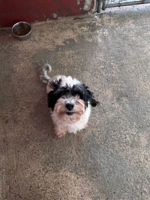 Name Roscoe Age 9 Years Breed Shih Tzu Mix Gender Male Meet Roscoe Roscoe is a sweet 9-year-old