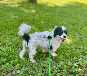 Name Roscoe Age 9 Years Breed Shih Tzu Mix Gender Male Meet Roscoe Roscoe is a sweet 9-year-old