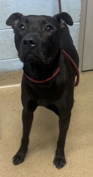 Brodie, Adult Male Mixed Breed