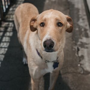 Mona is a 70-pound sweetheart on the lookout for her forever home This playful high-energy girl is