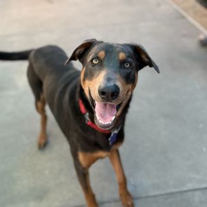 Are you ready to fall in love with a goofy lovable goofball Meet Ritchie a two-year-old big puppy