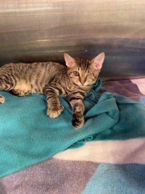 Polly, Baby Female Domestic Short Hair