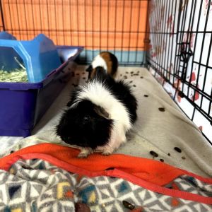 Smores, Young Male unknown