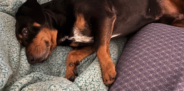 Baxter