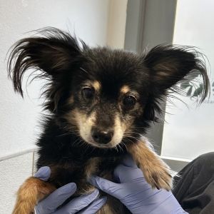 Champ, Senior Male Pomeranian