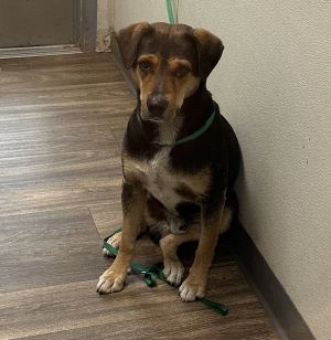 Meeko, Adult Male Shepherd