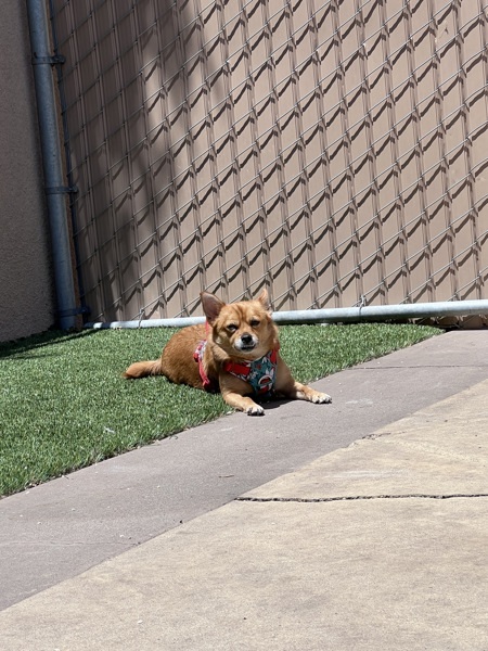 Daisy